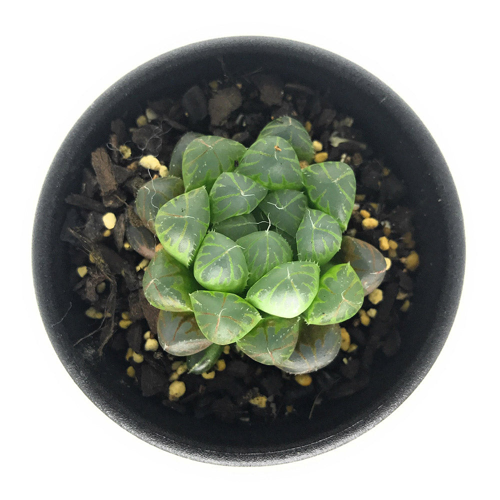 PLANCHU 多肉植物 ハオルチア クーペリー var. ピリフェラ JDV95/7 Kubusie CL 2.5号鉢 Haworthia cooperi var. pillifera