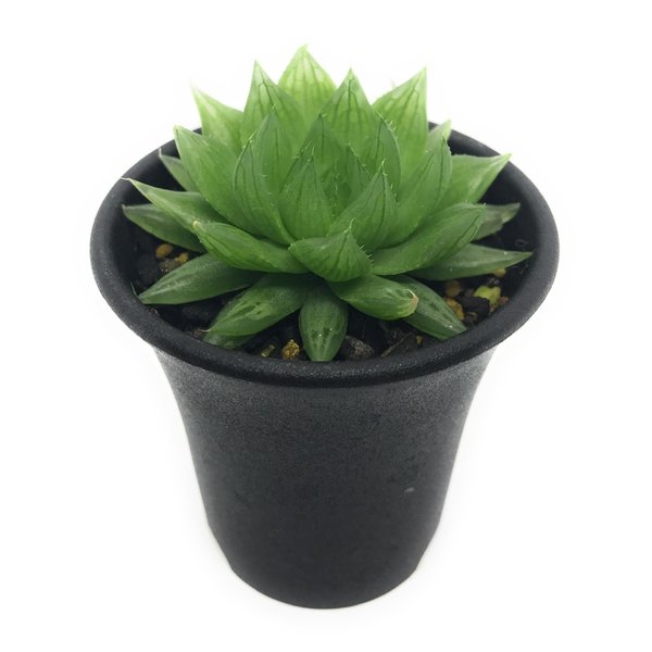 PLANCHU 多肉植物 ハオルチア ダシリス DMC11286 Oatlands Elandskloof Road to Patensie 2.5号鉢 Haworthia dasylis