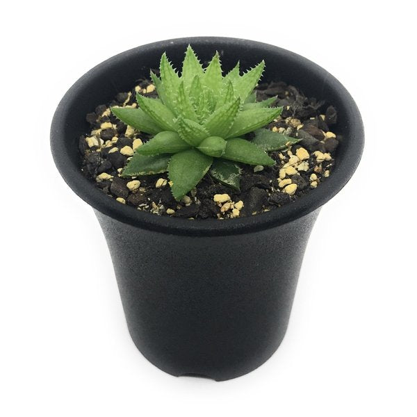 PLANCHU 多肉植物 ハオルチア オキシゴナ IB08842 Langverwacht 2.5号鉢 Haworthia oxygona