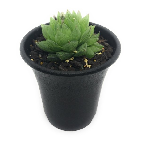 PLANCHU 多肉植物 ハオルチア オキュラータ EVJ15927 N of Groot River 2.5号鉢 Haworthia oculata