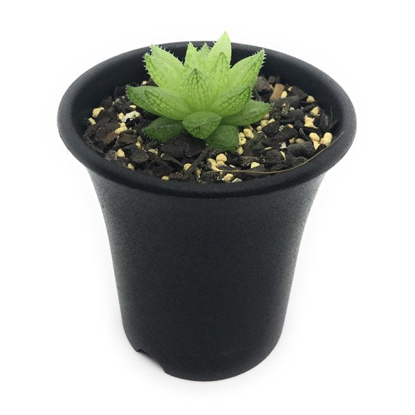 PLANCHU 多肉植物 ハオルチア レティキュラータ ティンカーベル Buitenskloof 2.5号鉢 Haworthia reticulata ‘Tinkerbell’