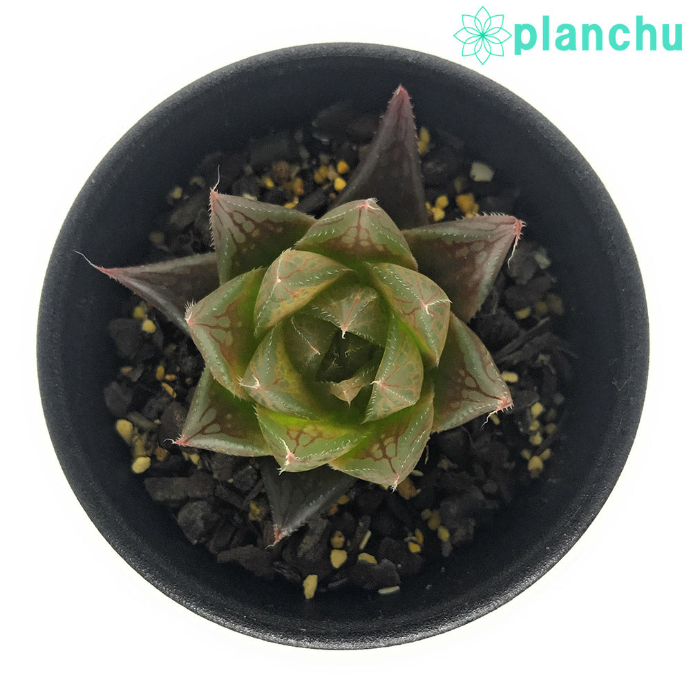 PLANCHU 多肉植物 ハオルチア クーペリー var. レイトニー JDV95/105