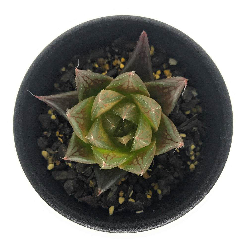 PLANCHU 多肉植物 ハオルチア クーペリー var. レイトニー JDV95/105 Cornfields 2.5号鉢 Haworthia cooperi var. leightonii
