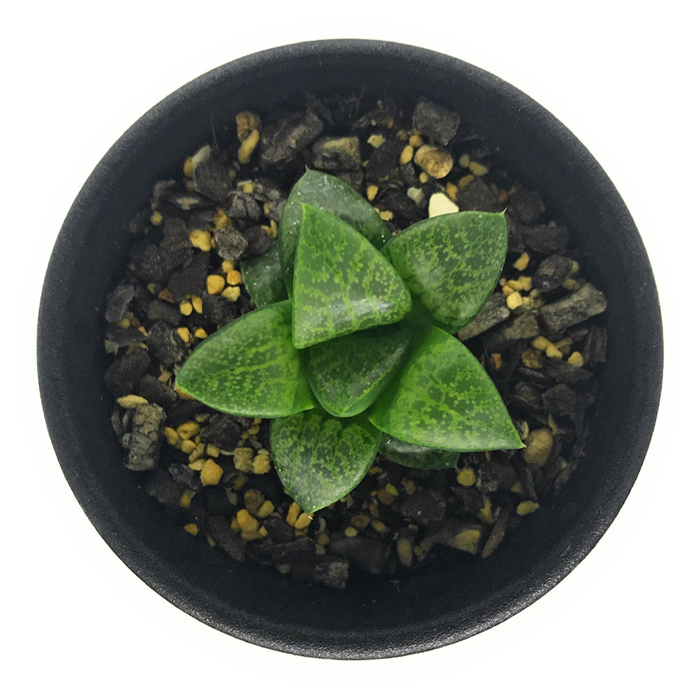 PLANCHU 多肉植物 ハオルチア 吉沢コンプト 2.5号鉢 Haworthia