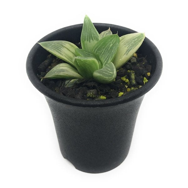 PLANCHU 多肉植物 ハオルチア ミルキーウェイ 2.5号鉢 Haworthia