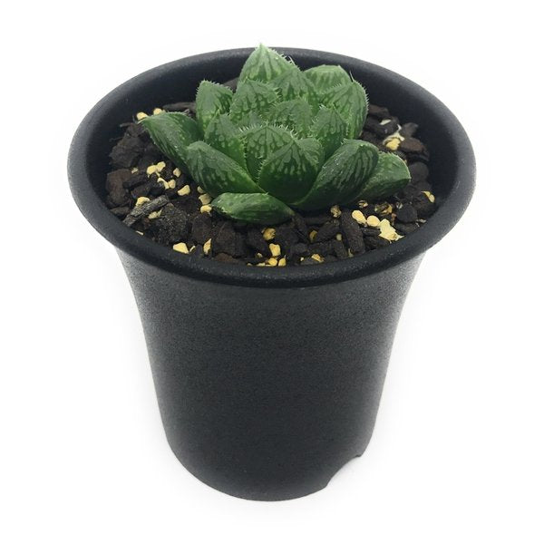 PLANCHU 多肉植物 ハオルチア ギザギザハート 2.5号鉢 Haworthia ‘Giza Giza Heart’