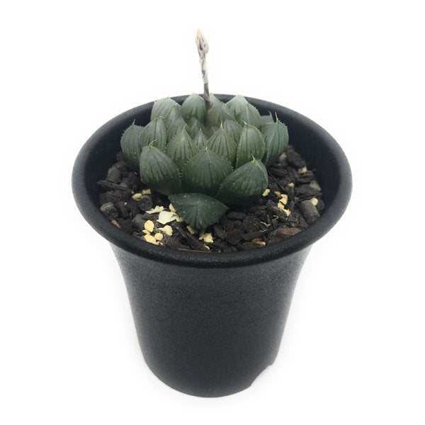 PLANCHU 多肉植物 ハオルチア ブラックオブツーサ 2.5号鉢 Haworthia