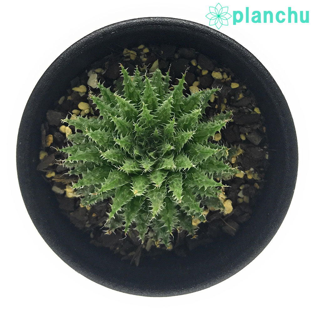 PLANCHU 多肉植物 ハオルチア マライシー var. ノタビリス JDV87/197
