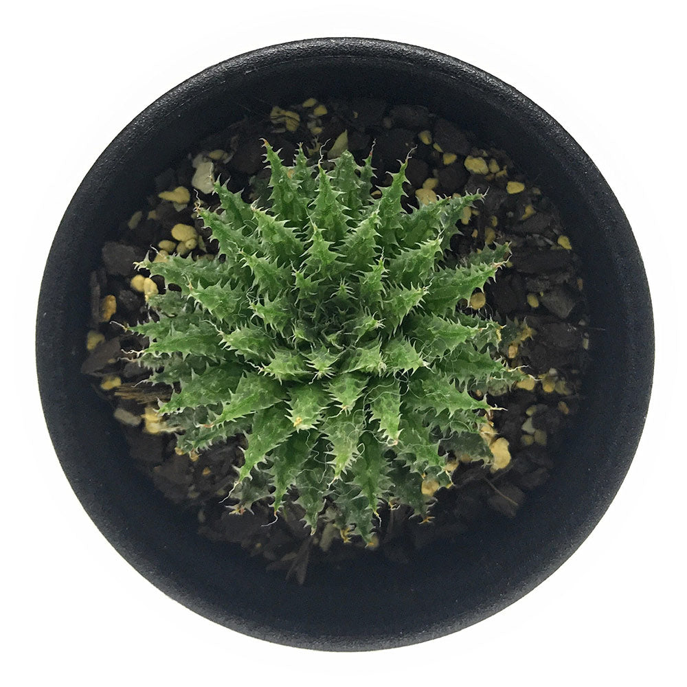 PLANCHU 多肉植物 ハオルチア マライシー var. ノタビリス JDV87/197 Wolfkloof 2.5号鉢 Haworthia maraisii var. notabilis