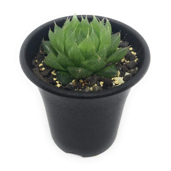 PLANCHU 多肉植物 ハオルチア スペックシー IB6954 Old Thomas River Road 2.5号鉢 Haworthia specksii