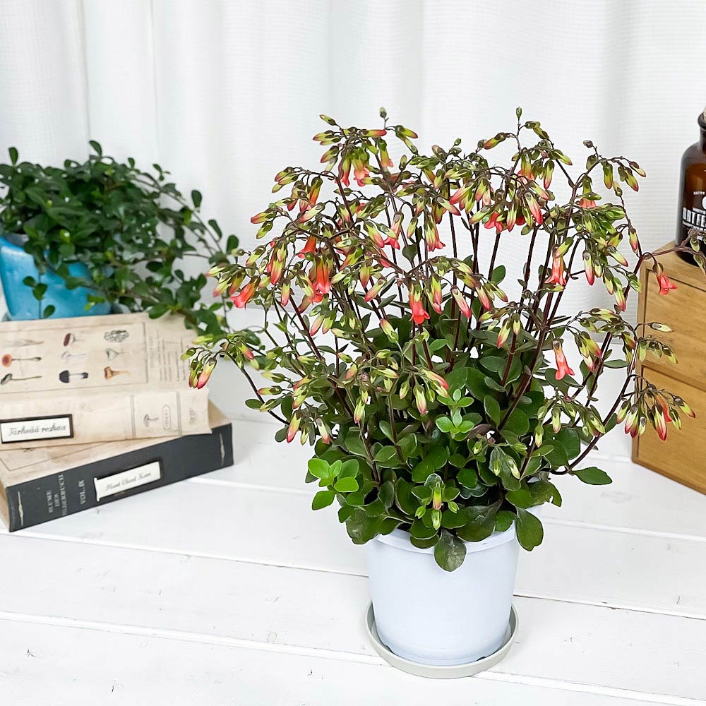 PLANCHU 多肉植物 カランコエ ミラベラ 4号鉢 受け皿付き 育て方説明書付き Kalanchoe ‘Mirabella’ 鉢花