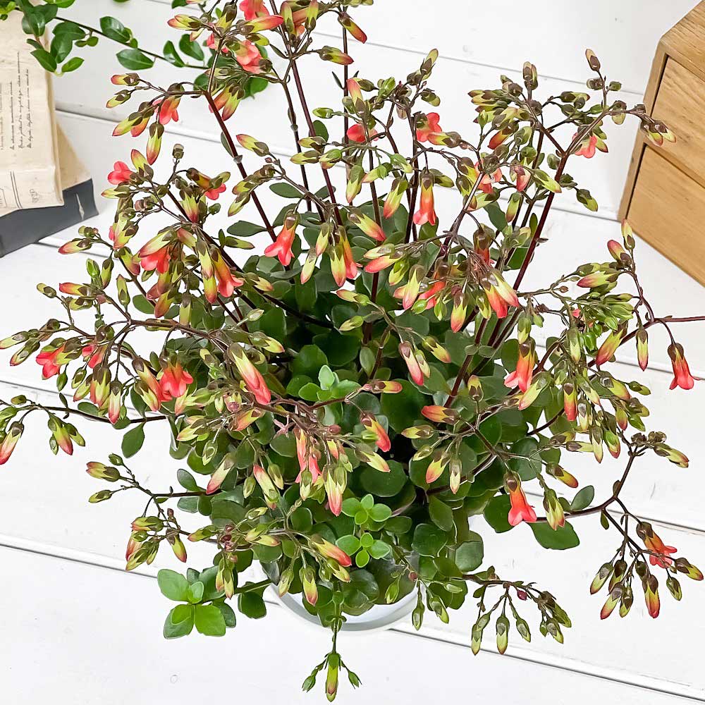 PLANCHU 多肉植物 カランコエ ミラベラ 4号鉢 受け皿付き 育て方説明書付き Kalanchoe ‘Mirabella’ 鉢花