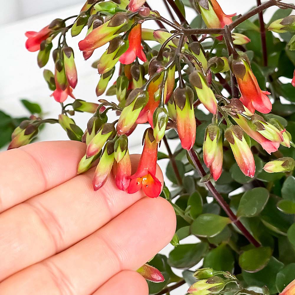 PLANCHU 多肉植物 カランコエ ミラベラ 4号鉢 受け皿付き 育て方説明書付き Kalanchoe ‘Mirabella’ 鉢花
