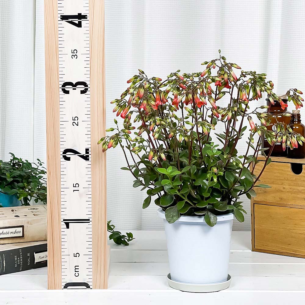 PLANCHU 多肉植物 カランコエ ミラベラ 4号鉢 受け皿付き 育て方説明書付き Kalanchoe ‘Mirabella’ 鉢花