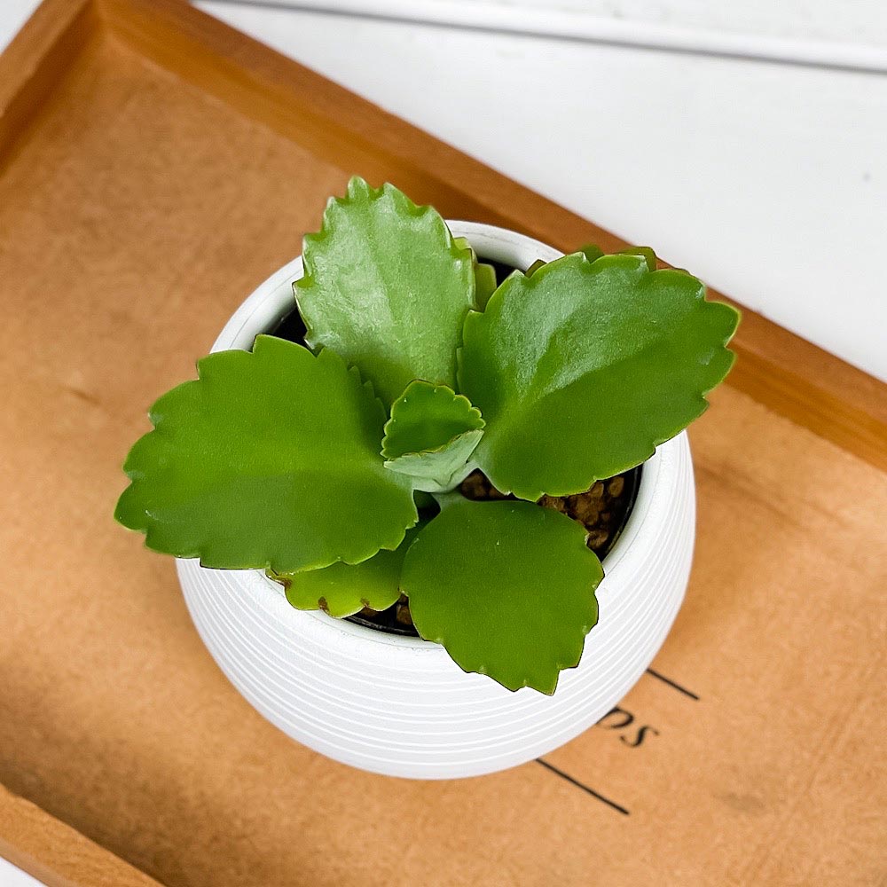 PLANCHU 多肉植物 カランコエ 子宝弁慶草 3号丸鉢 受け皿付き 育て方説明書付き Kalanchoe daigremontiana コダカラベンケイソウ こだからべんけいそう 観葉植物