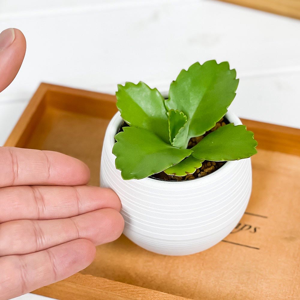 PLANCHU 多肉植物 カランコエ 子宝弁慶草 3号丸鉢 受け皿付き 育て方説明書付き Kalanchoe daigremontiana コダカラベンケイソウ こだからべんけいそう 観葉植物