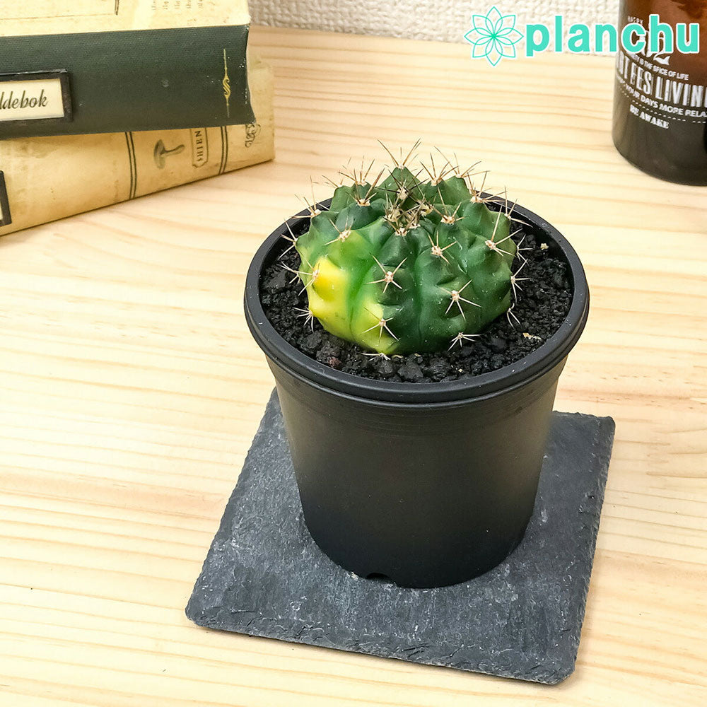 PLANCHU サボテン ギムノカリキウム 翠晃冠錦 すいこうかんにしき 3号