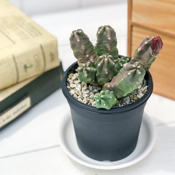 PLANCHU サボテン エキノケレウス 桃太郎 ももたろう 3号鉢 受け皿付き 育て方説明書付き Echinocereus pentalophus ‘Momotarou’