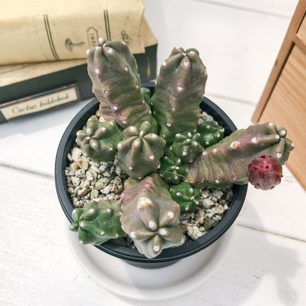 PLANCHU サボテン エキノケレウス 桃太郎 ももたろう 3号鉢 受け皿付き 育て方説明書付き Echinocereus pentalophus ‘Momotarou’
