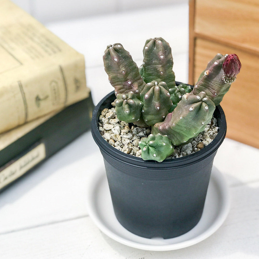 PLANCHU サボテン エキノケレウス 桃太郎 ももたろう 3号鉢 受け皿付き 育て方説明書付き Echinocereus pentalophus ‘Momotarou’