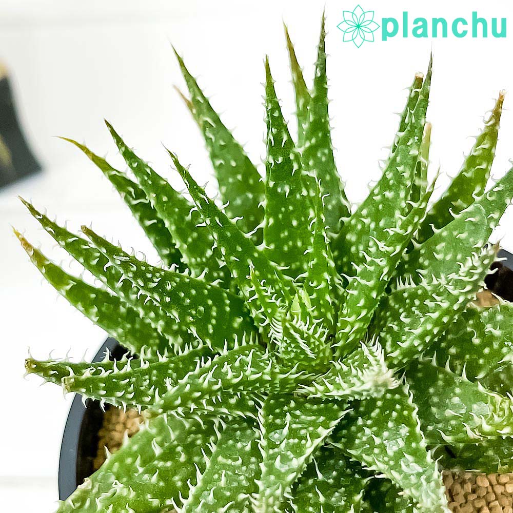 PLANCHU 多肉植物 アロエ ハオルチオイデス × ディスコイングシー 3号 PLANCHU 多肉植物 アロエ ハオルチオイデス × ディスコイングシー 3号