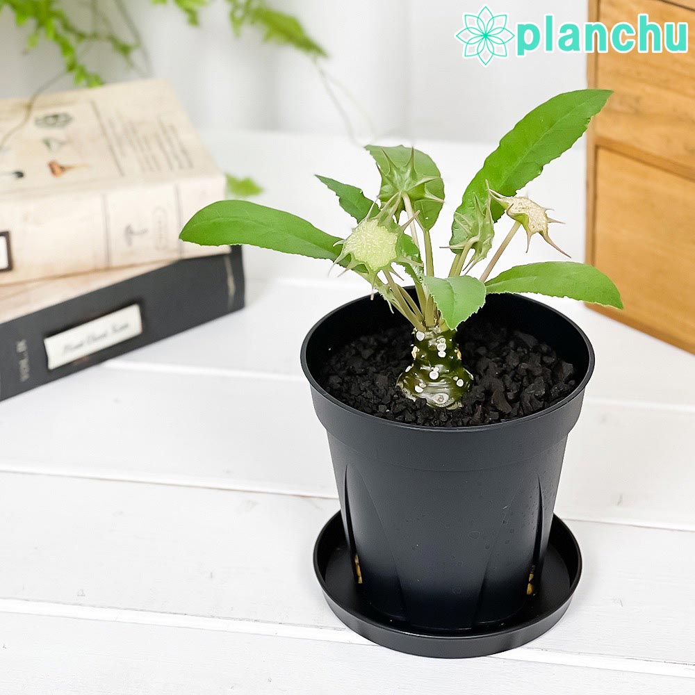 PLANCHU 多肉植物 コーデックス ドルステニア フォエチダ 3号鉢 受け皿