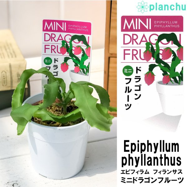 PLANCHU 観葉植物 エピフィルム フィランサス 2.5号鉢 育て方説明書付き Epiphyllum phyllanthus エピフィラム ミニドラゴンフルーツ 森林性サボテン