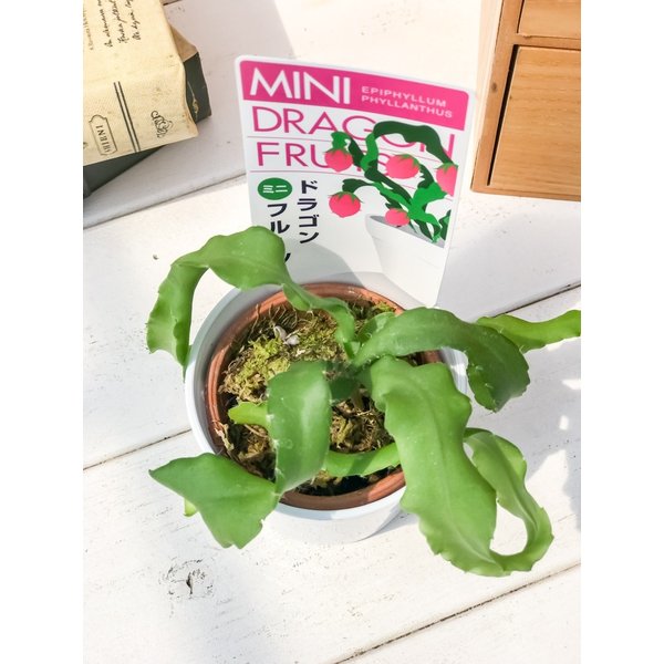 PLANCHU 観葉植物 エピフィルム フィランサス 2.5号鉢 育て方説明書付き Epiphyllum phyllanthus エピフィラム ミニドラゴンフルーツ 森林性サボテン