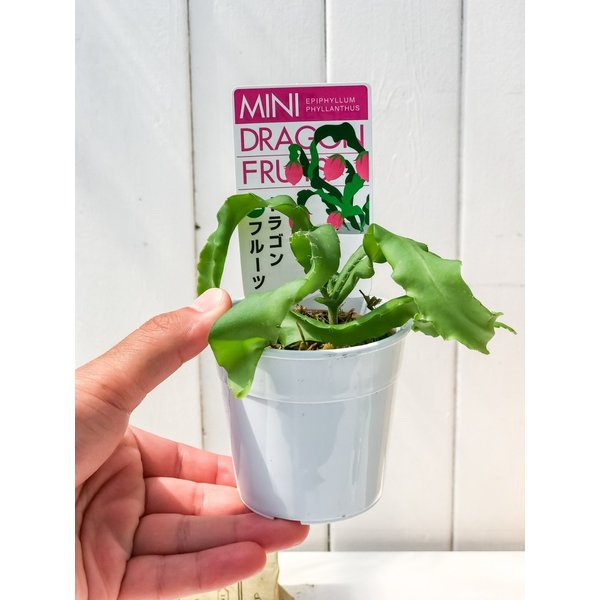 PLANCHU 観葉植物 エピフィルム フィランサス 2.5号鉢 育て方説明書付き Epiphyllum phyllanthus エピフィラム ミニドラゴンフルーツ 森林性サボテン