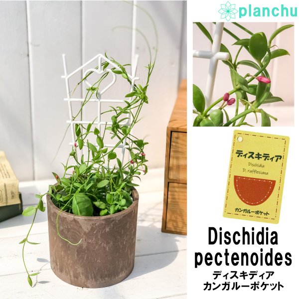 PLANCHU 多肉植物 ディスキディア カンガルーポケット バイオマスポット