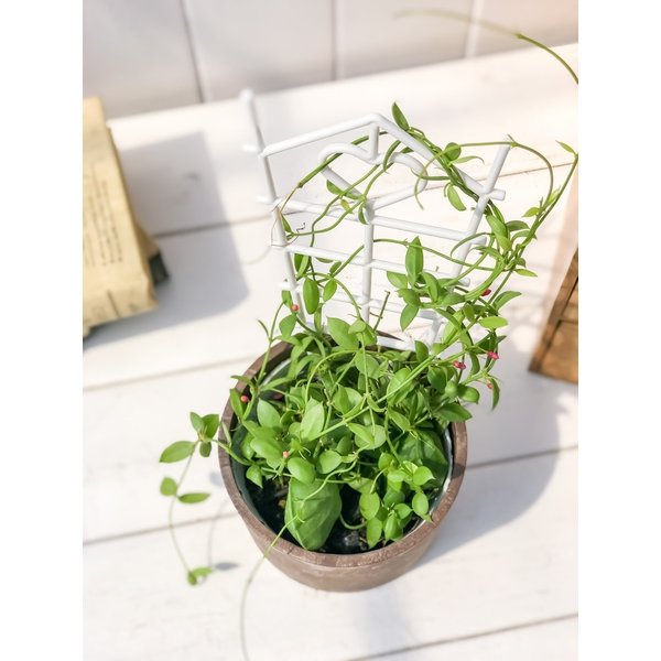 PLANCHU 多肉植物 ディスキディア カンガルーポケット バイオマスポット