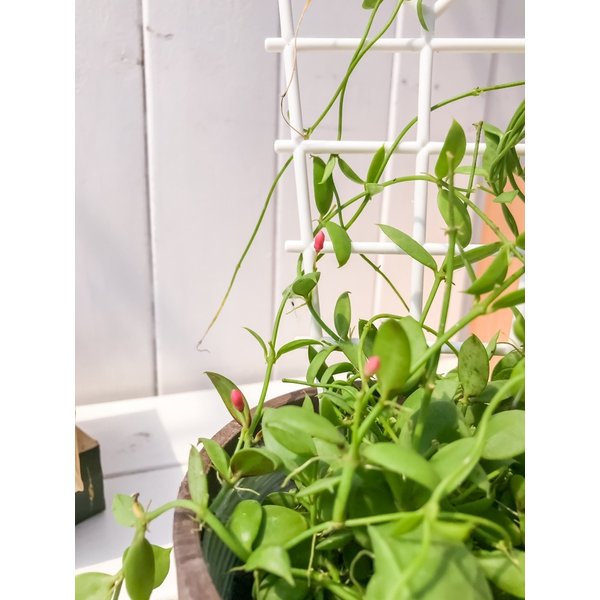 PLANCHU 多肉植物 ディスキディア カンガルーポケット バイオマスポット