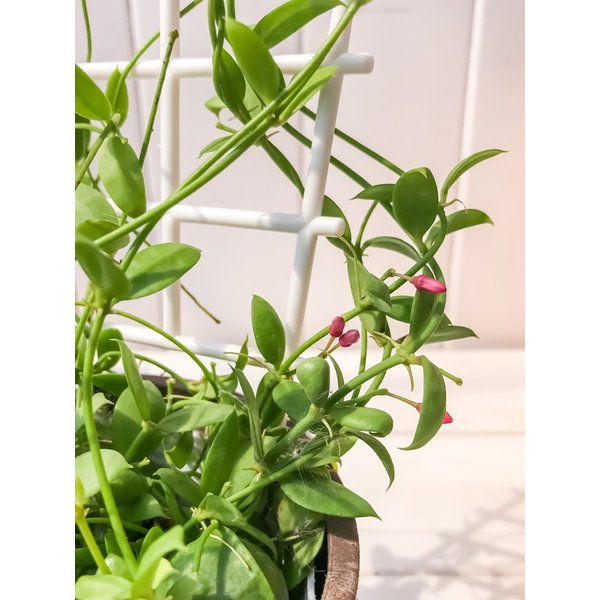 PLANCHU 多肉植物 ディスキディア カンガルーポケット バイオマスポット