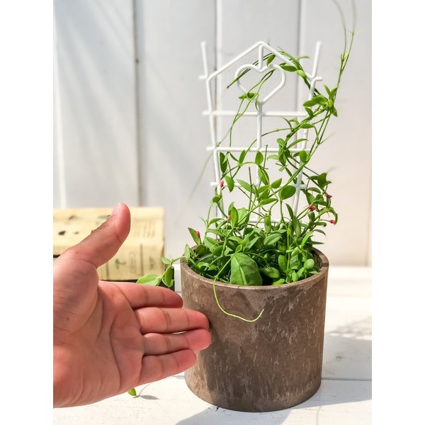 PLANCHU 多肉植物 ディスキディア カンガルーポケット バイオマスポット