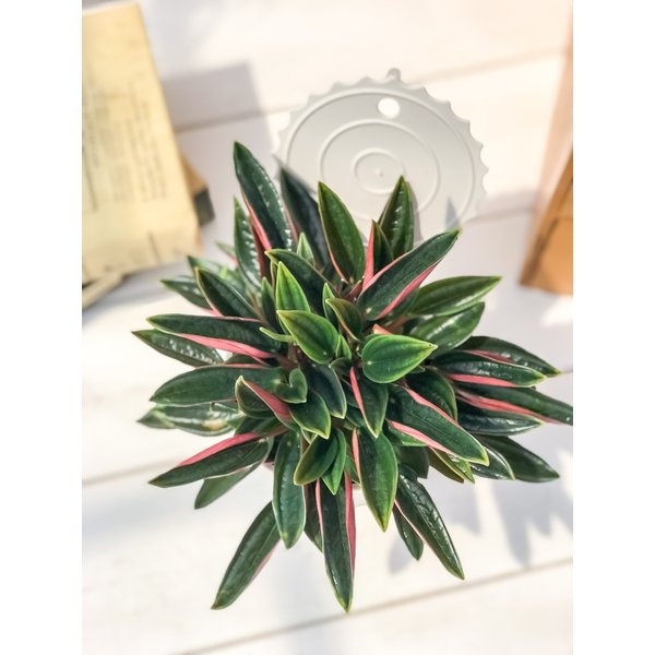 PLANCHU 観葉植物 ペペロミア ロッソ 3.5号ポット 缶詰風鉢カバー付き 選べる鉢色