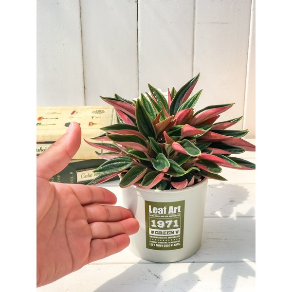 PLANCHU 観葉植物 ペペロミア ロッソ 3.5号ポット 缶詰風鉢カバー付き 選べる鉢色