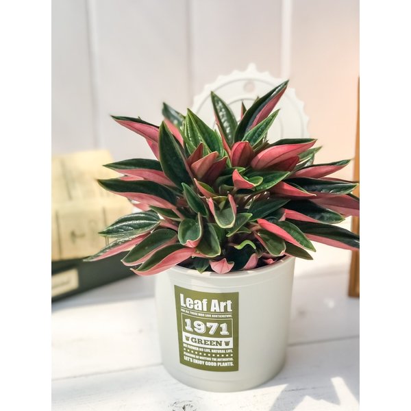 PLANCHU 観葉植物 ペペロミア ロッソ 3.5号ポット 缶詰風鉢カバー付き 選べる鉢色