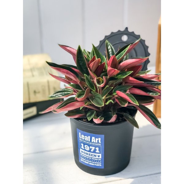PLANCHU 観葉植物 ペペロミア ロッソ 3.5号ポット 缶詰風鉢カバー付き 選べる鉢色