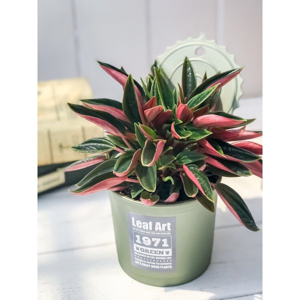 PLANCHU 観葉植物 ペペロミア ロッソ 3.5号ポット 缶詰風鉢カバー付き 選べる鉢色