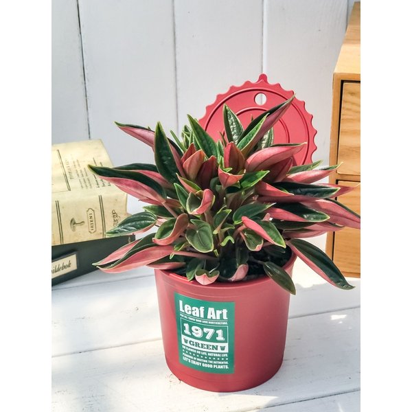 PLANCHU 観葉植物 ペペロミア ロッソ 3.5号ポット 缶詰風鉢カバー付き 選べる鉢色