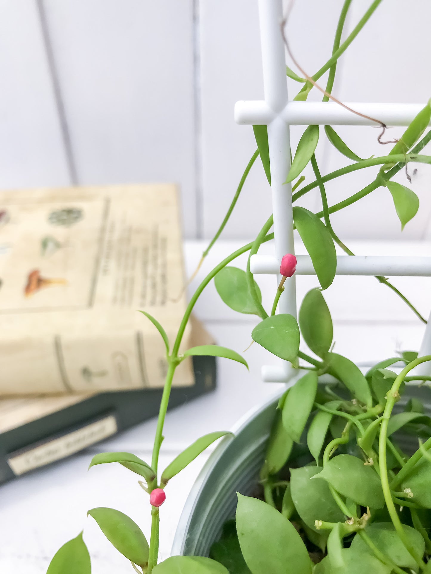 PLANCHU 観葉植物 ディスキディア カンガルーポケット 4号鉢 受け皿付き 育て方説明書付き Dischidia pectenoides