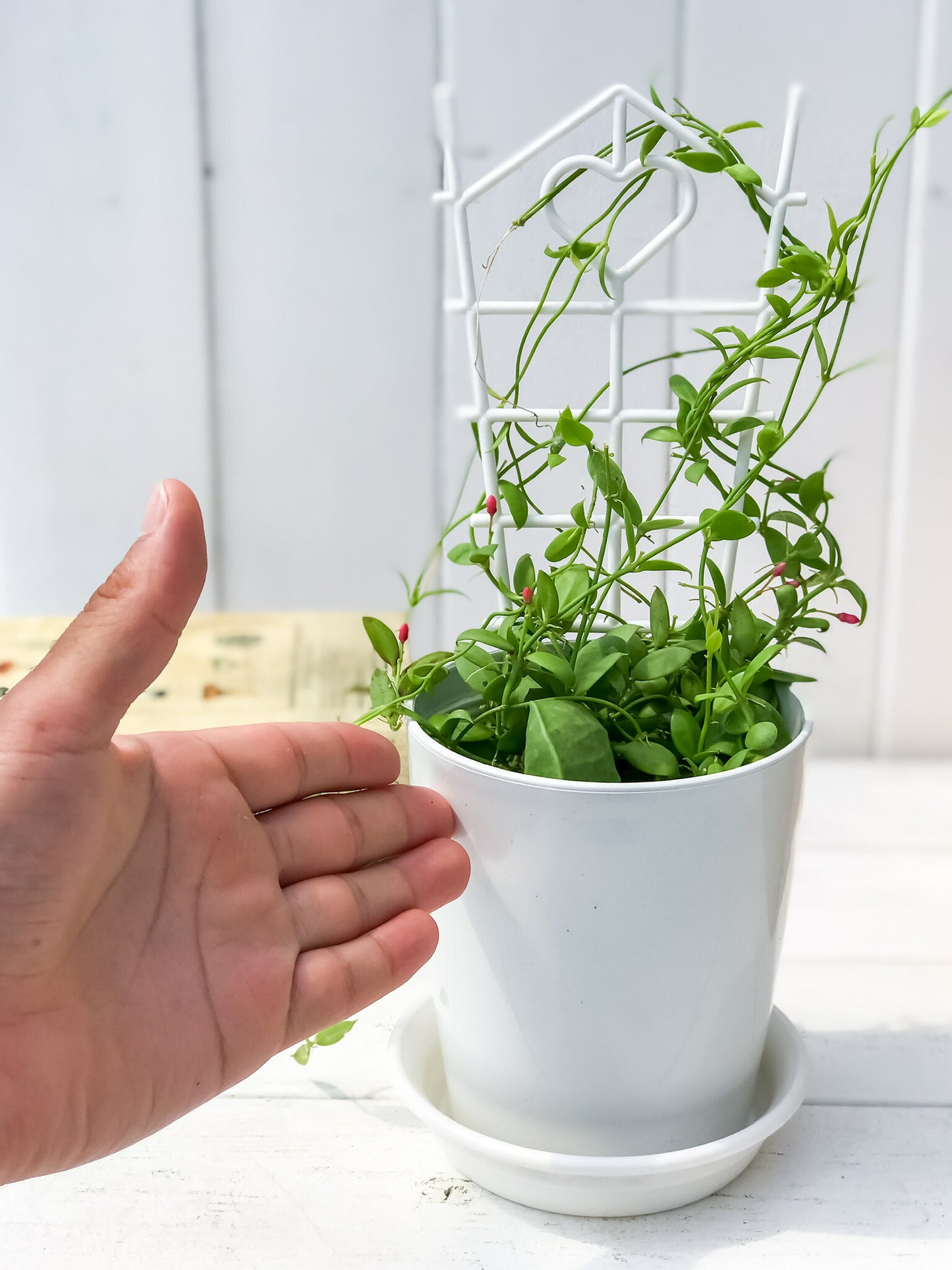 PLANCHU 観葉植物 ディスキディア カンガルーポケット 4号鉢 受け皿付き 育て方説明書付き Dischidia pectenoides