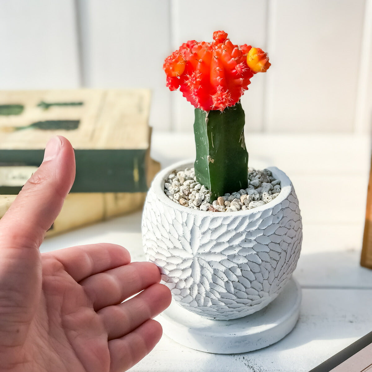 PLANCHU サボテン ヒボタン 陶器鉢植え 受け皿付き 育て方説明書付き 緋牡丹 ギムノカリキウム キャンドルサボテン カラーヘッドサボテン 観葉植物 丈夫 初心者向き