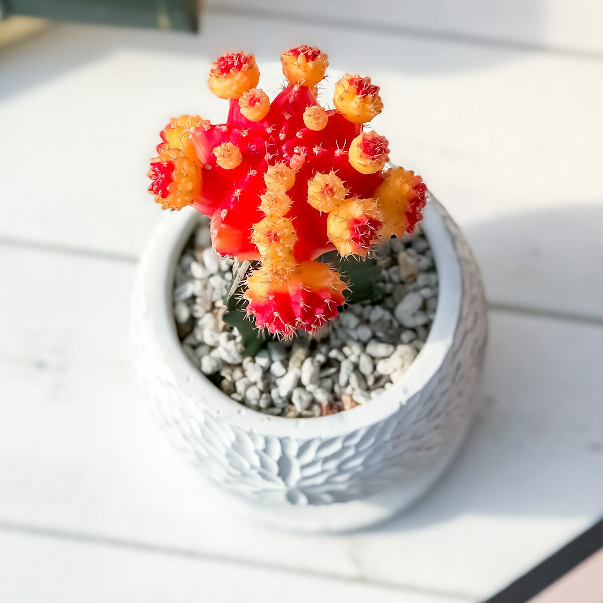 PLANCHU サボテン ヒボタン 陶器鉢植え 受け皿付き 育て方説明書付き 緋牡丹 ギムノカリキウム キャンドルサボテン カラーヘッドサボテン 観葉植物 丈夫 初心者向き