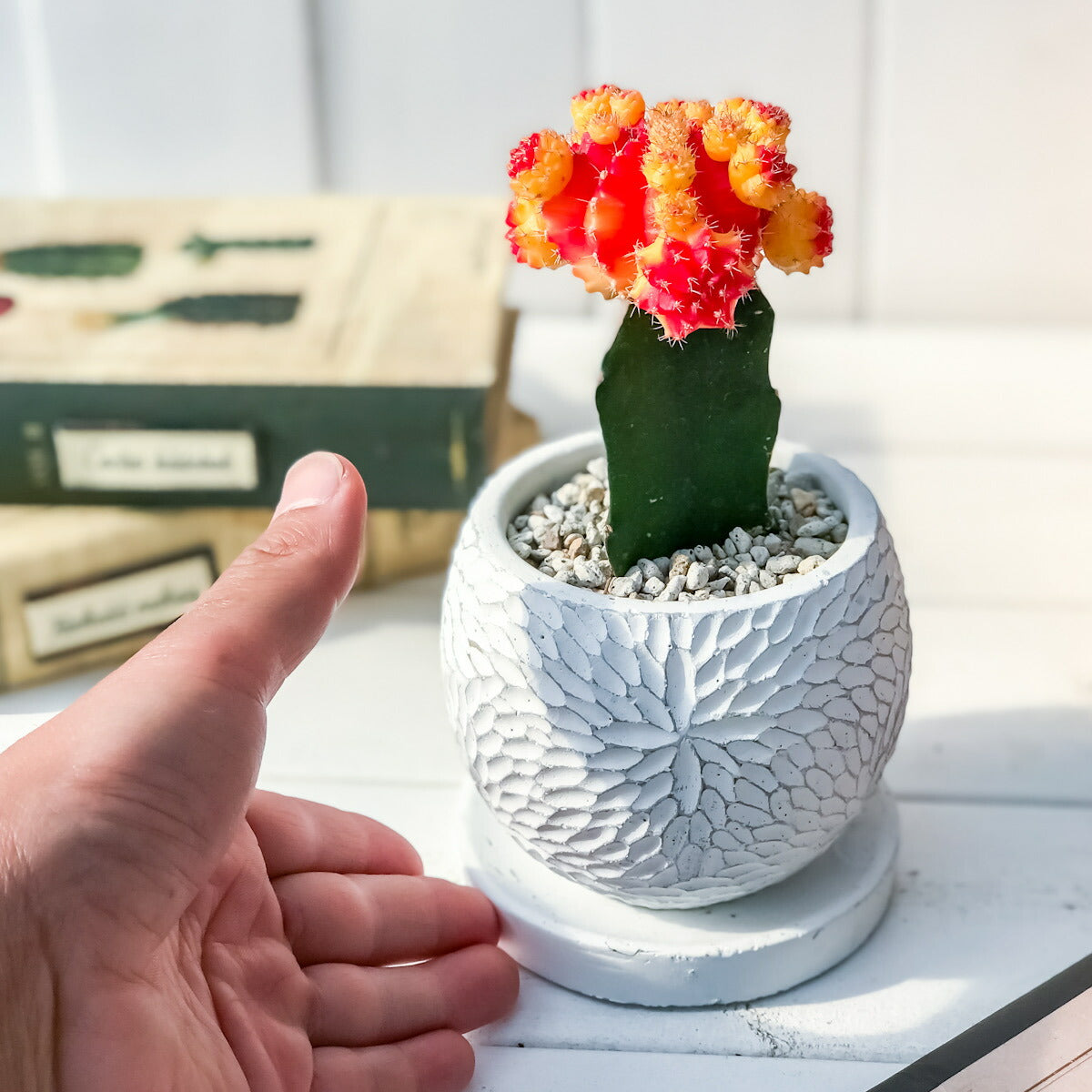 PLANCHU サボテン ヒボタン 陶器鉢植え 受け皿付き 育て方説明書付き 緋牡丹 ギムノカリキウム キャンドルサボテン カラーヘッドサボテン 観葉植物 丈夫 初心者向き