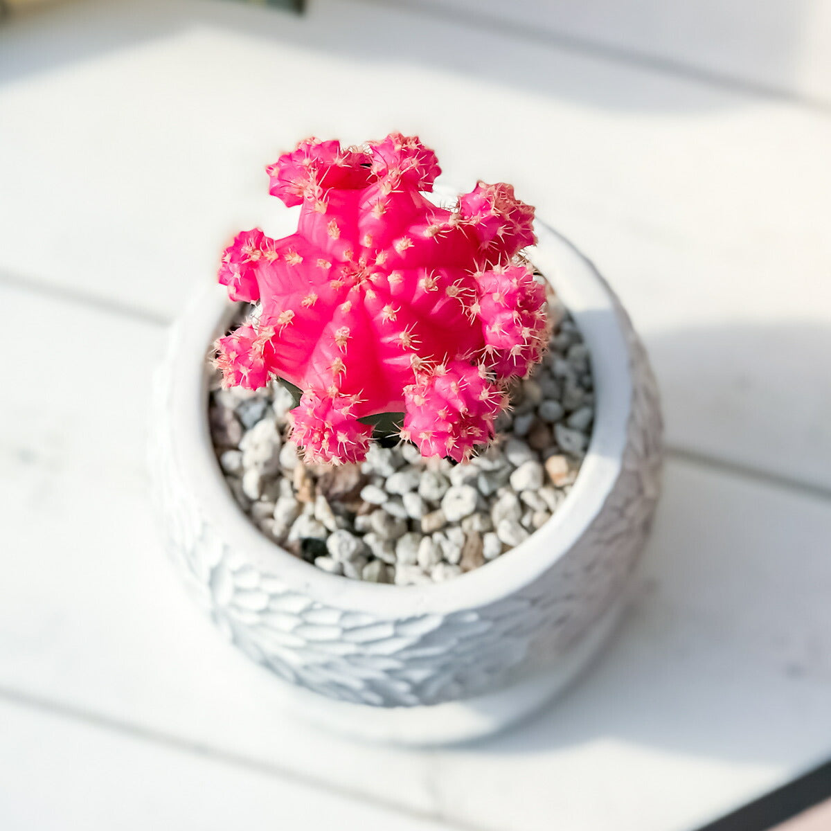 PLANCHU サボテン ヒボタン 陶器鉢植え 受け皿付き 育て方説明書付き 緋牡丹 ギムノカリキウム キャンドルサボテン カラーヘッドサボテン 観葉植物 丈夫 初心者向き