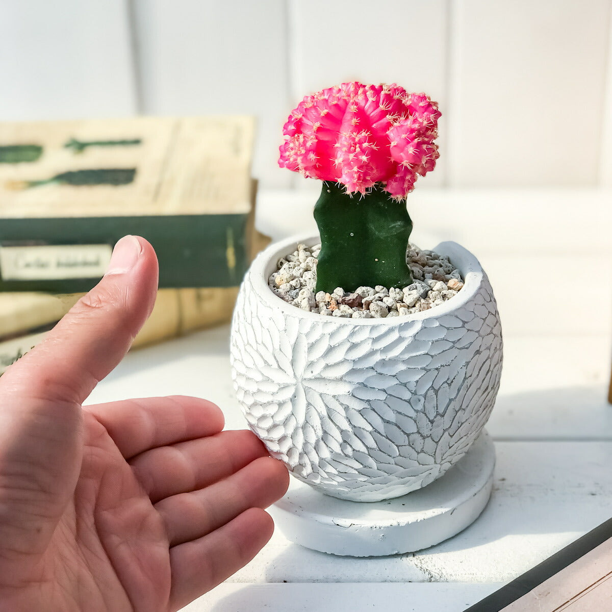 PLANCHU サボテン ヒボタン 陶器鉢植え 受け皿付き 育て方説明書付き 緋牡丹 ギムノカリキウム キャンドルサボテン カラーヘッドサボテン 観葉植物 丈夫 初心者向き
