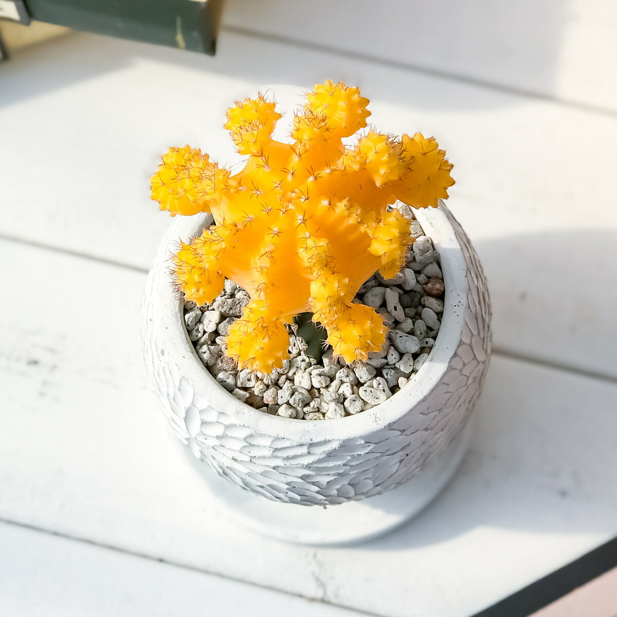 PLANCHU サボテン ヒボタン 陶器鉢植え 受け皿付き 育て方説明書付き 緋牡丹 ギムノカリキウム キャンドルサボテン カラーヘッドサボテン 観葉植物 丈夫 初心者向き