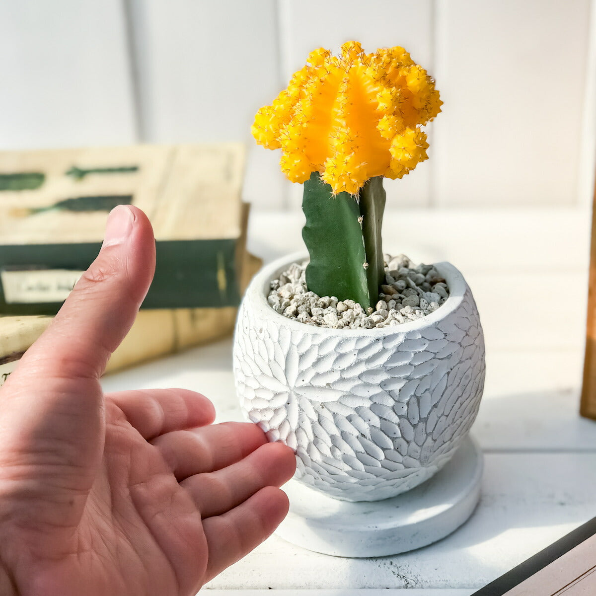 PLANCHU サボテン ヒボタン 陶器鉢植え 受け皿付き 育て方説明書付き 緋牡丹 ギムノカリキウム キャンドルサボテン カラーヘッドサボテン 観葉植物 丈夫 初心者向き