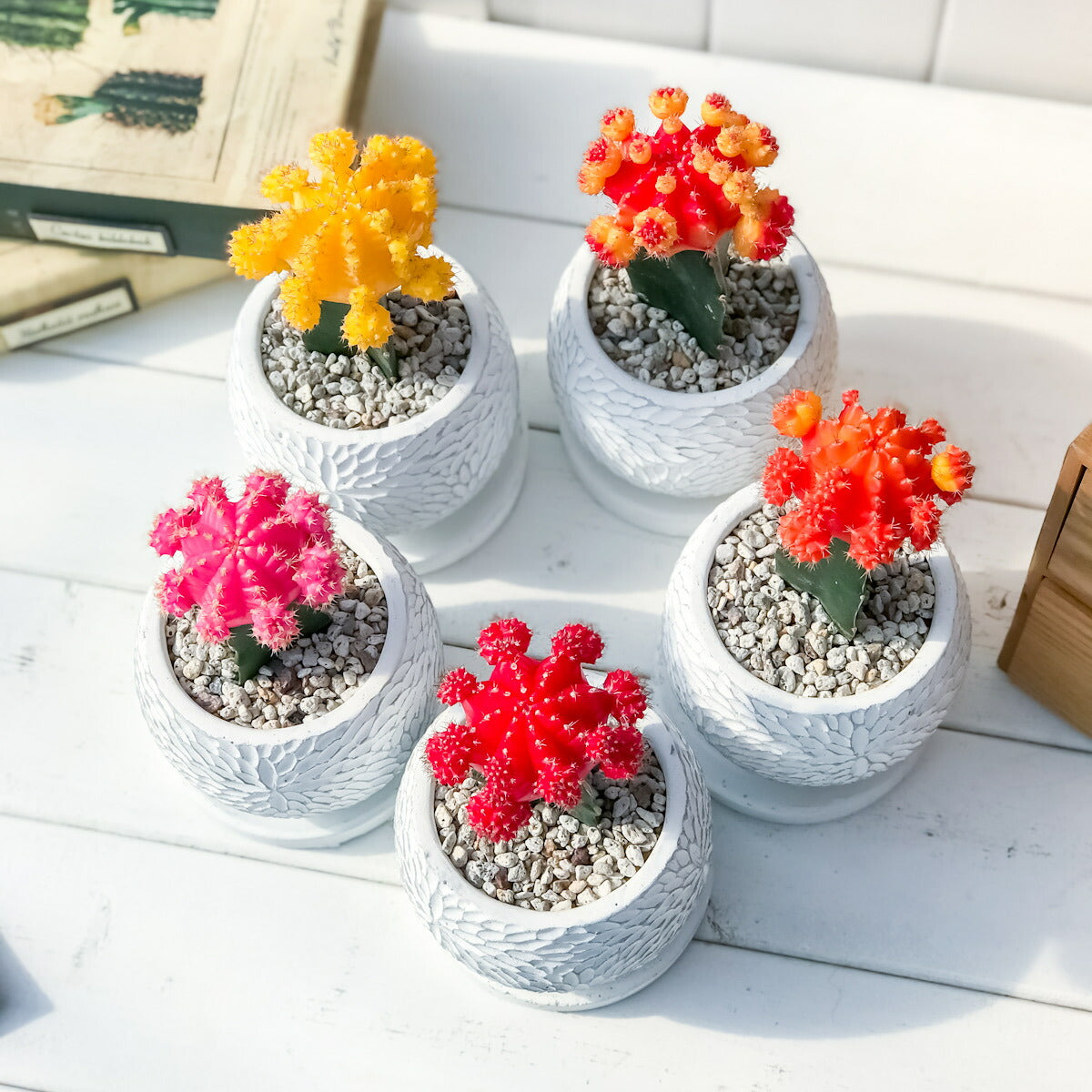 PLANCHU サボテン ヒボタン 陶器鉢植え 受け皿付き 育て方説明書付き 緋牡丹 ギムノカリキウム キャンドルサボテン カラーヘッドサボテン 観葉植物 丈夫 初心者向き